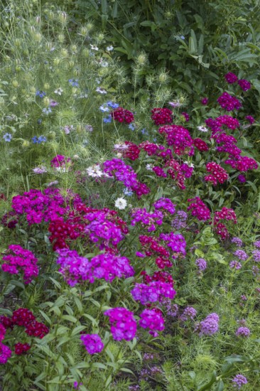 Flower bed with bearded carnations, maiden pink and Caucasian Crosswort, North Rhine-Westphalia,
