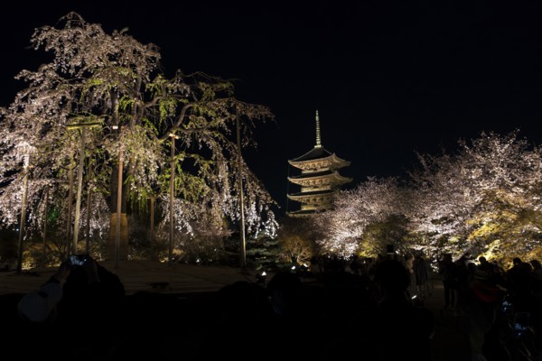 To-ji Temple surrounded by illuminated cherry trees, Minami-ku, Kyoto, Kyoto Prefecture, Japan
