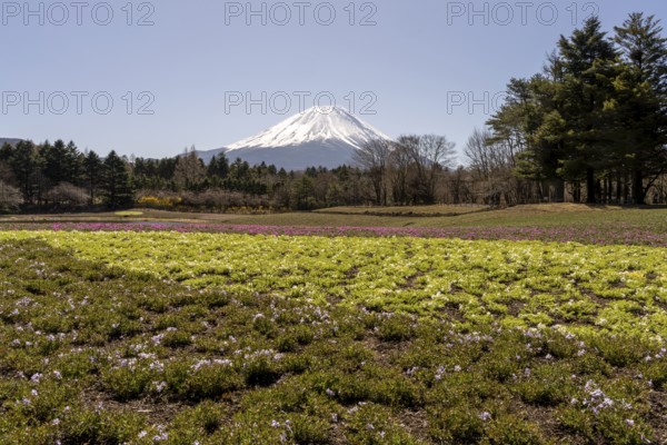 View of Mount Fuji, with Ryujin-ike pond in the foreground and many flowers, Fujikawaguchiko,
