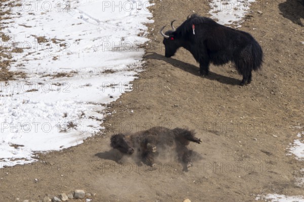 Yak (Bos mutus), rolling in the dirt, dust, snow, Himalayas, Spitital, Kaza, Himachal Pradesh,