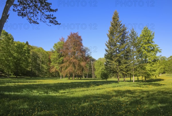 Nature park park near Lichtenstein Castle, meadow, lawn, deciduous trees, conifers, eaves of the