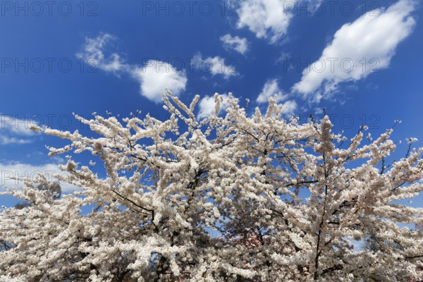 Cherry blossom (Prunus subg. Cerasus), Cumulus, Berggarten, spring in the Herrenhausen Gardens,