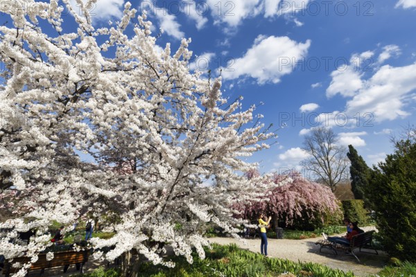 Cherry blossom (Prunus subg. Cerasus), Cumulus, walker in the Berggarten, spring in the