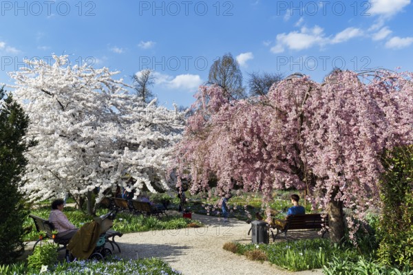 Blossoming cherry trees in the Berggarten, spring in the Herrenhausen Gardens, sunny weather,