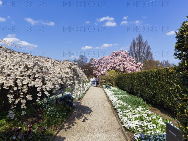 Blossoming cherry trees and magnolias, walkers in the Berggarten, Botanical Garden, spring in the
