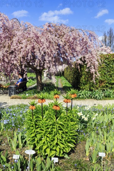 Imperial crowns (Fritillaria imperialis) and cherry tree, Berggarten, spring in the Herrenhausen