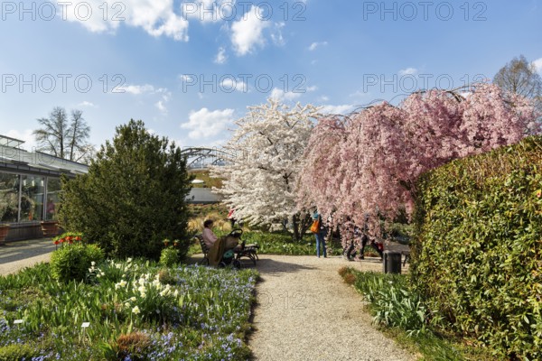 Cherry blossom in the Berggarten, spring in the Herrenhausen Gardens, sunny weather, Hanover, Lower