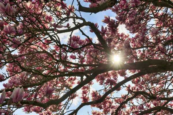 Magnolia blossom, tulip magnolia, sunbeams through branches, Berggarten, spring in the Herrenhausen