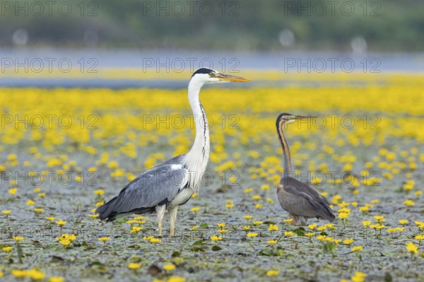 Grey heron (Ardea cinerea) and purple heron (Ardea purpurea) amidst flowering sea pots (Nymphoides