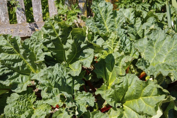 Herb garden near the stud farm museum and the Lauter spring, rhubarb (Rheum rhabarbarum), common