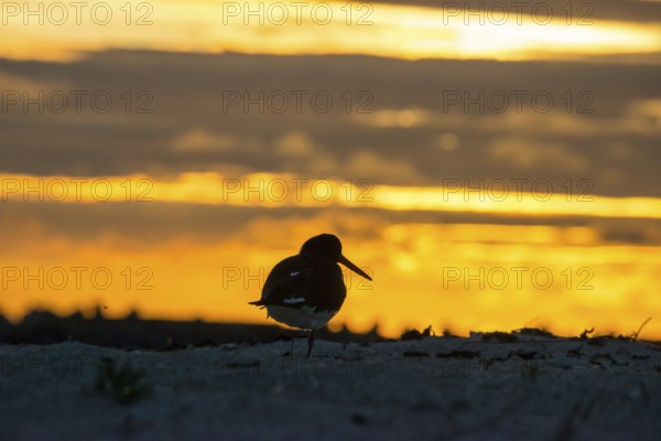 Oystercatcher (Haematopus ostralegus) with long beak and black and white plumage stands on one leg