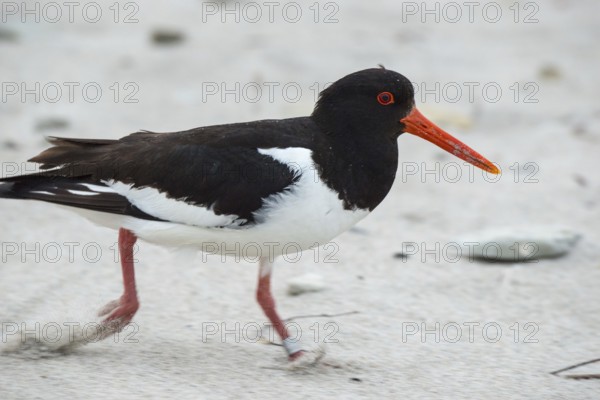 An oystercatcher (Haematopus ostralegus) with sandy, long red beak, red eyes and black and white