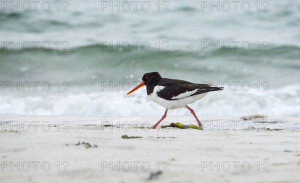 An oystercatcher (Haematopus ostralegus) with a long red beak, red eyes, red legs and black and