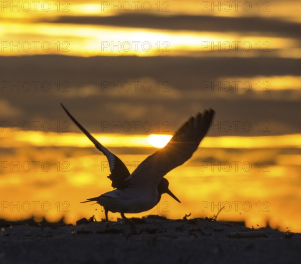 Oystercatcher (Haematopus ostralegus) with outstretched wings in front of the sunset on the beach,