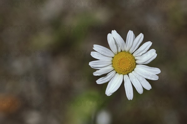Daisy (Leucanthemum vulgare), flower in a meadow, close-up, macro, Wilnsdorf, North Rhine.