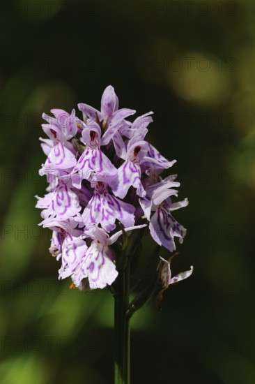 Moorland spotted orchid (Dactylorhiza maculata), inflorescence, close-up, Wilnsdorf, North