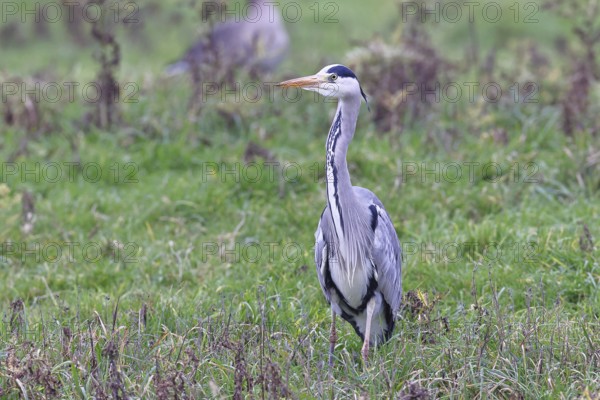 Grey heron (Ardea cinerea), standing in a meadow, Bieslicher Insel, Lower Rhine, North