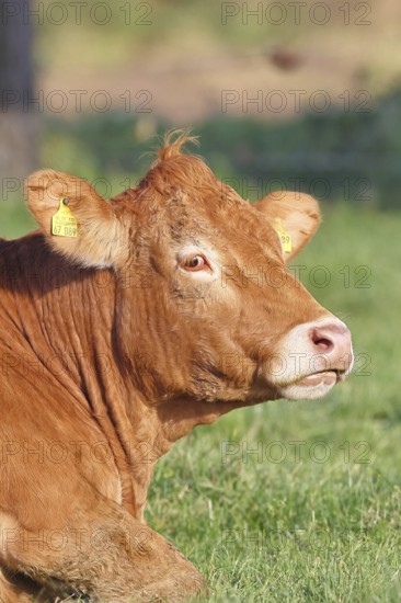 Cow (Bos primigenius taurus), ruminating in a meadow, animal portrait, Wilnsdorf, North