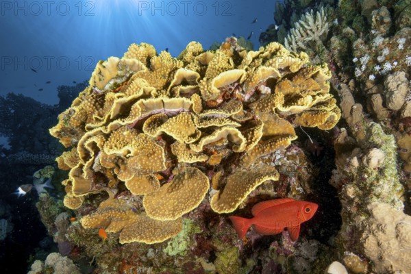 Backlight image of coral block with yellow cup coral (Turbinaria mesenterina) stony corals hard