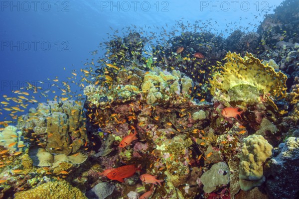 Fish-rich colourful vibrant coral reef of stony corals (Scleractinia) reef-building corals in front