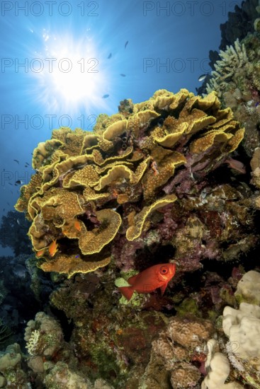 Backlight image of coral block with yellow cup coral (Turbinaria mesenterina) stony corals hard