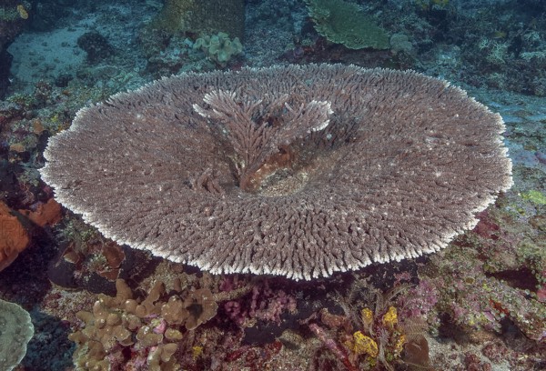 Round grown Hyacinth Table Coral View of round grown healthy intact Hyacinth Table Coral (Acropora