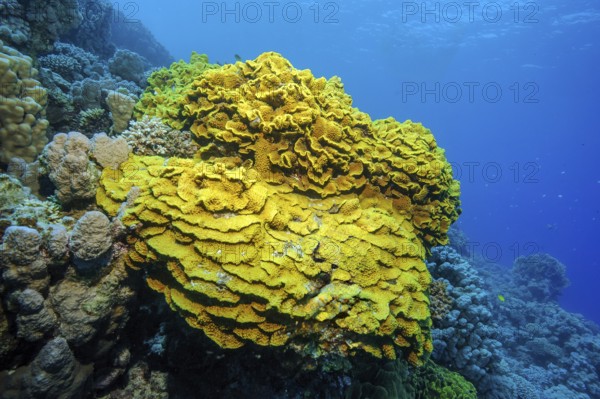 Yellow cup coral (Turbinaria mesenterina) Stony corals Hard corals Reef-building corals in intact