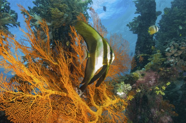 Young juvenile specimen of round-headed batfish (Platax orbicularis) juvenile swimming in front of