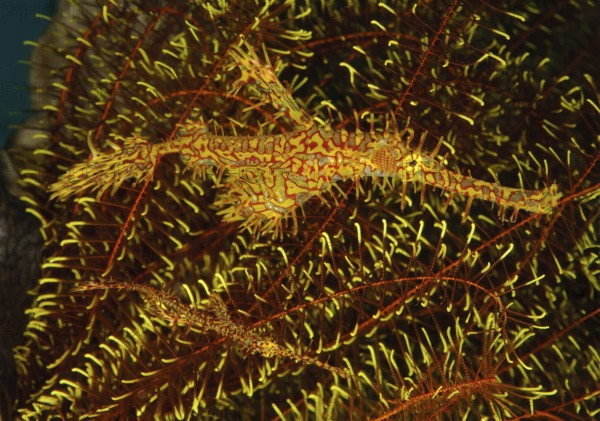 Pair of Harlequin Ghost Pipefish (Solenostomus paradoxus), Jewelled Ghost Pipefish, Indian Ocean,