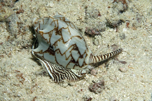 Bat roller snail (Cymbiola vespertilio) Bat roller, bat snail, Pacific, Indo-Pacific, Philippine