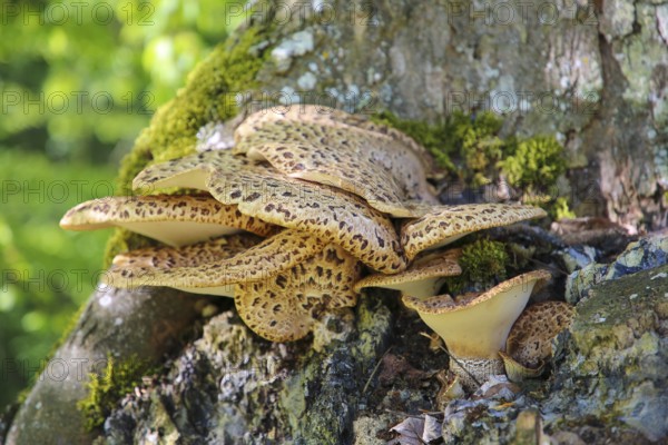 Dryad's saddle (Polyporus squamosus), tree fungus, concentrically arranged dark brown scales on
