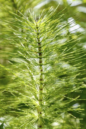 Horsetail (Equisetum), subgenus giant horsetail (Equisetum telmateia), green plants, nature,