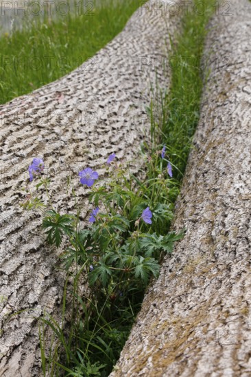 Meadow cranesbill (Geranium pratense), purple flowers, wildflower growing between tree trunks,