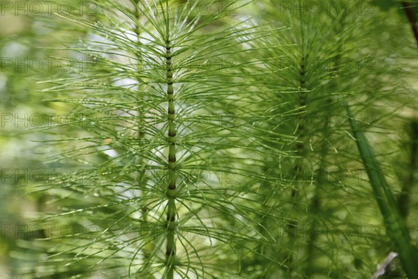 Horsetails (Equisetum), subgenus giant horsetail (Equisetum telmateia), green plants, nature,