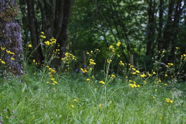 Meadow hogweed (Tragopogon pratensis), yellow flowers, wildflower, grasses, nature, meadow, Swabian