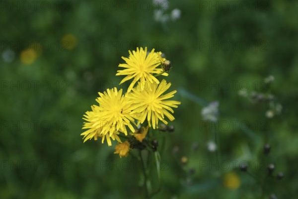 Meadow hogweed (Tragopogon pratensis), yellow flowers, wildflower, nature, meadow, Swabian Alb,