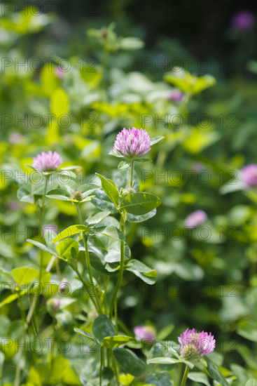 Clover (Trifolium), pink flowers, green leaves, wildflower, nature, meadow, Swabian Alb,