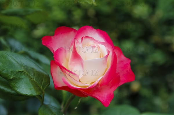 Rose (Rosa), cultivated rose, white and red blossom, green leaves, garden, flowers, plants,