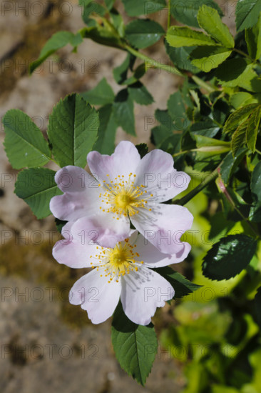 Dog rose (Rosa canina), dog rose, dog rose, heather rose, hag rose, blossoms, green leaves, garden,