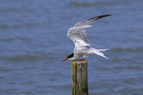 Common tern (Sterna hirundo) adult in breeding plumage perched on wooden pole and stretching wings