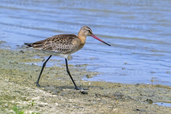 Black-tailed godwit (Limosa limosa) in breeding plumage foraging along muddy lake shore of pond in