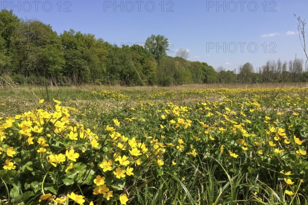Large field with wildflowers in the foreground Buttercups, Ranunculus acris, North