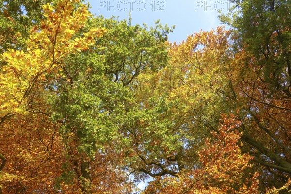 Colourful leaves Colourful leaves change colour on deciduous trees in late summer Golden autumn