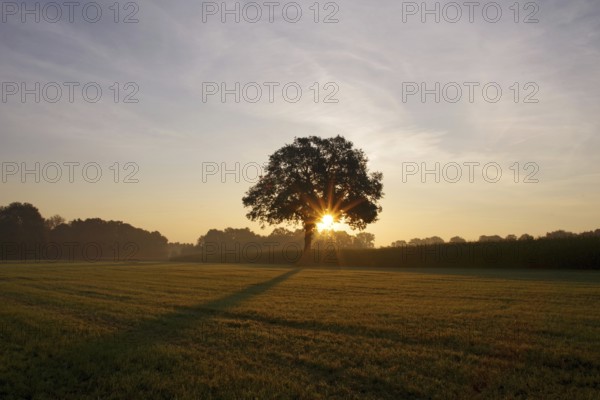 Landscape, deciduous tree, meadow, sunrise, sunbeams, light, North Rhine-Westphalia, Germany, The