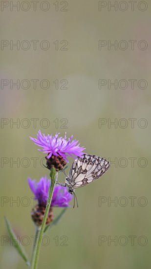 Checkerspot butterfly (Melanargia galathea) in a meadow knapweed (Centaurea jacea), underside of