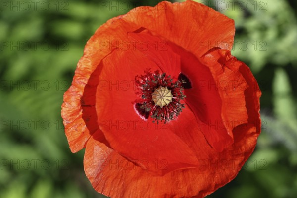 Red poppy (Papaver rhoeas), red flower in a natural garden, Wilnsdorf, North Rhine-Westphalia,