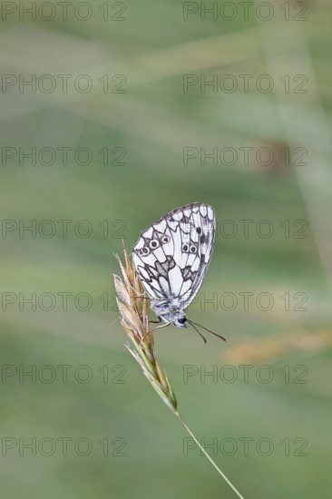 Checkerspot butterfly (Melanargia galathea) on a blade of grass, underside of wings, macro