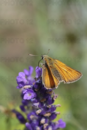 Large skipper (Ochlodes venatus), collecting nectar from a flower of Common lavender (Lavandula