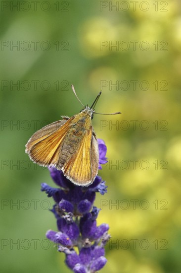 Large skipper (Ochlodes venatus), collecting nectar from a flower of Common lavender (Lavandula