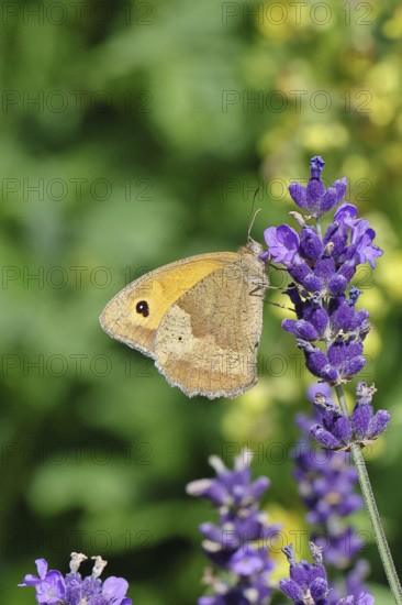 Meadow Brown (Maniola jurtina), on a lavender flower (Lavandula angustifolia), collecting nectar